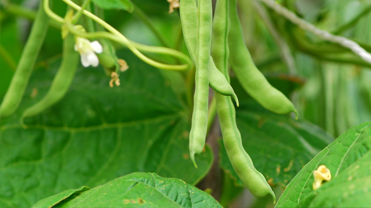 A close up of beans growing on a bush.