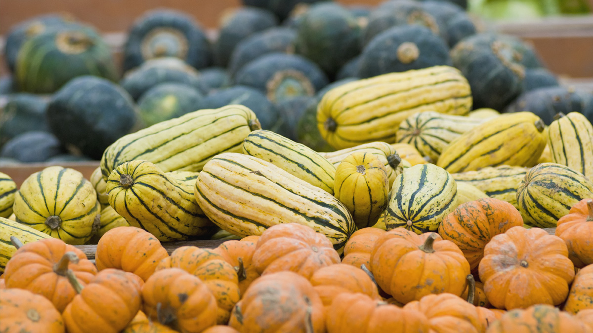 A pile of various types of squash.