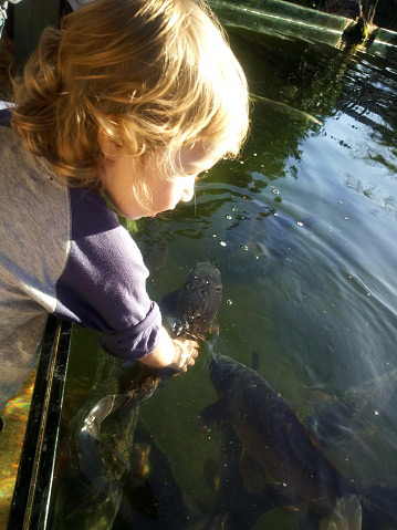 How to Stock a Pond