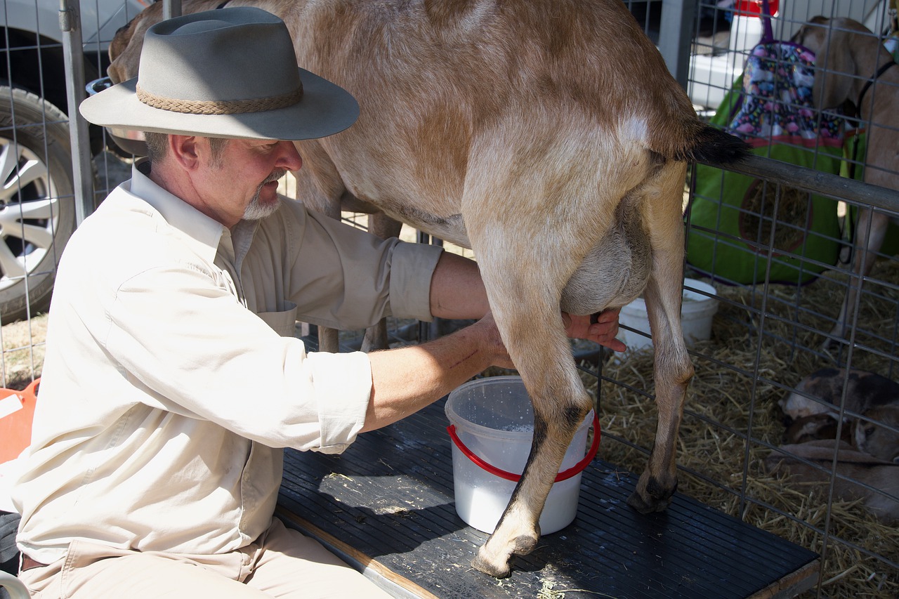 man milking goat from the front