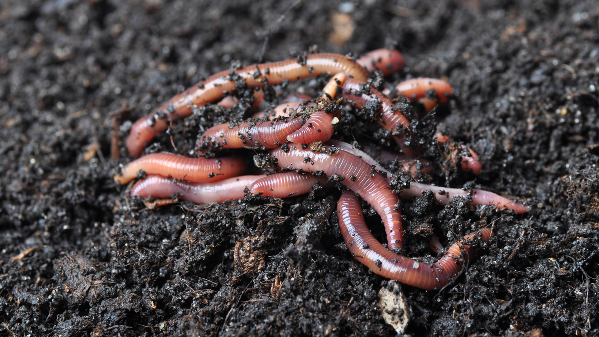 Tattered underwear means healthier soil