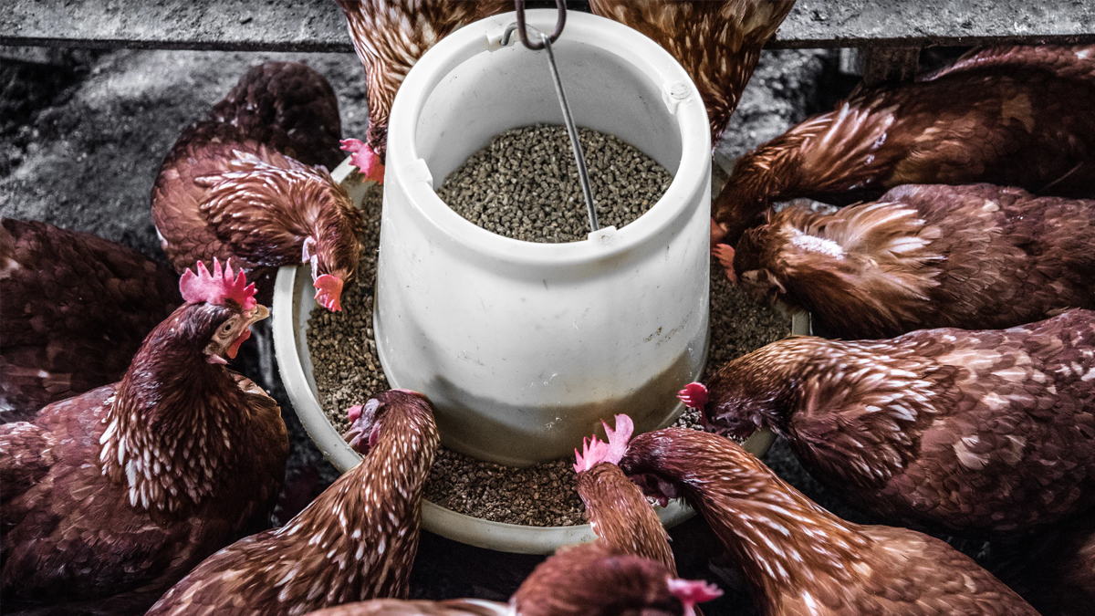 Grow Your Own Poultry Feed