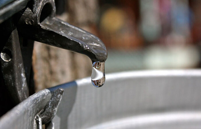 maple sap dripping from a spile