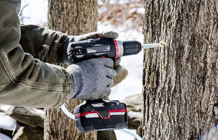 drilling a tap hole into a maple tree