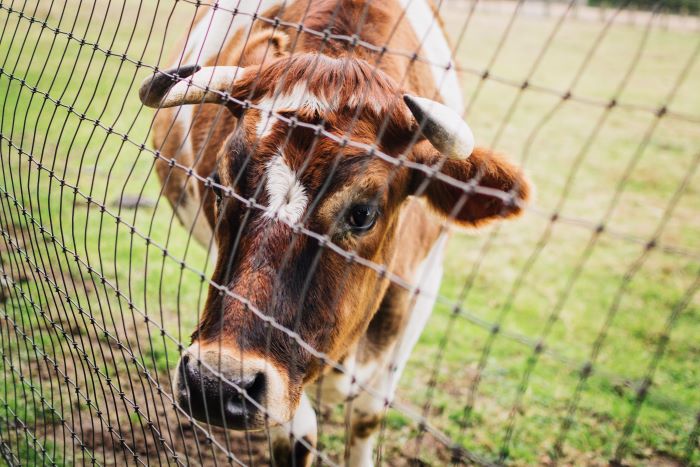 cow standing next to fence
