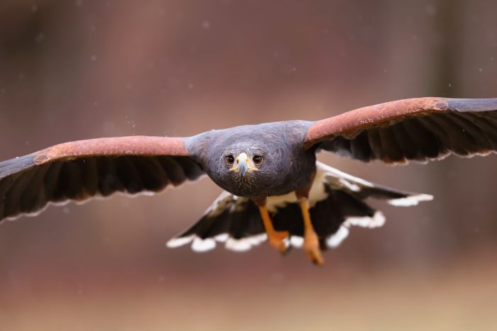 Hawk flying