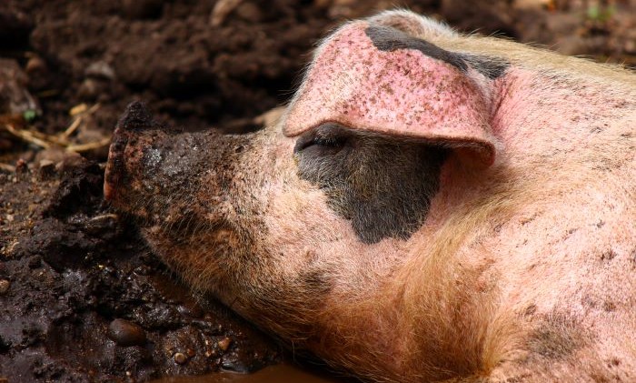 pig sleeping in mud