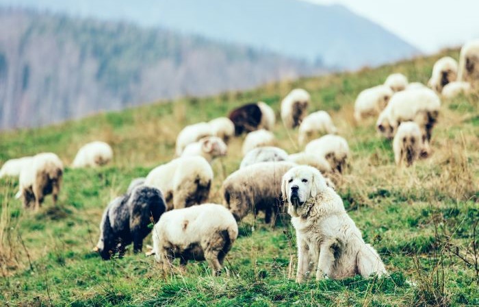 Sheepdog watching over sheep on mountain