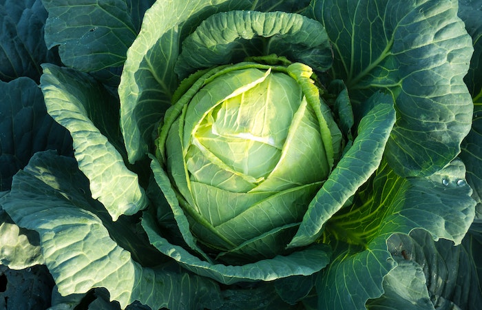 growing green cabbage