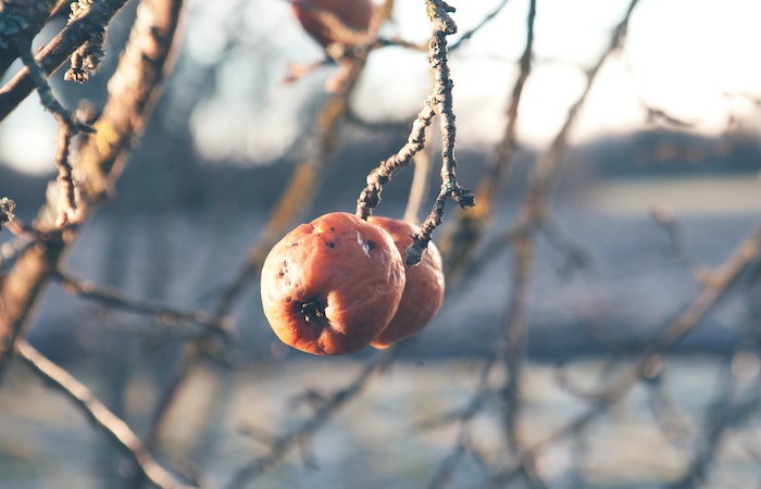 dead apples on a tree branch