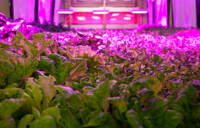 plants grown inside with violet grow lights