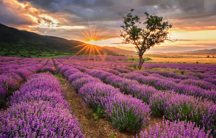 lavender field, these are good crops for small farm profit