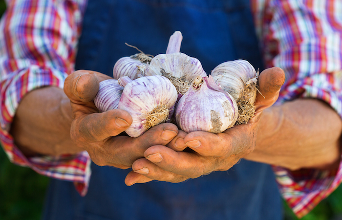 hands holding raw garlic cloves that make up a niche market 