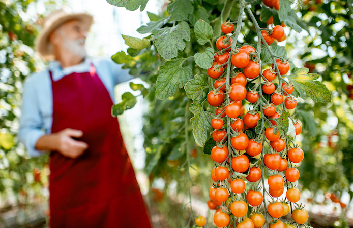 man with white beard growing cherry tomatoes, a resilient cash crop for homesteaders