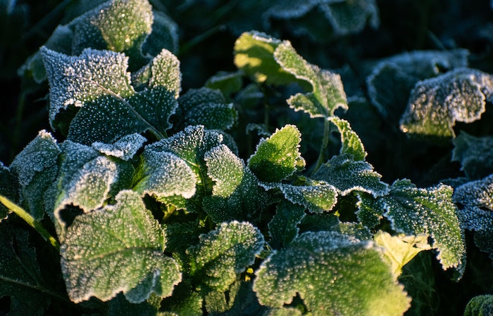 spinach with a layer of frost over it
