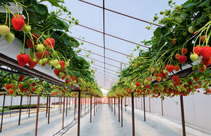 strawberries growing in a grow house
