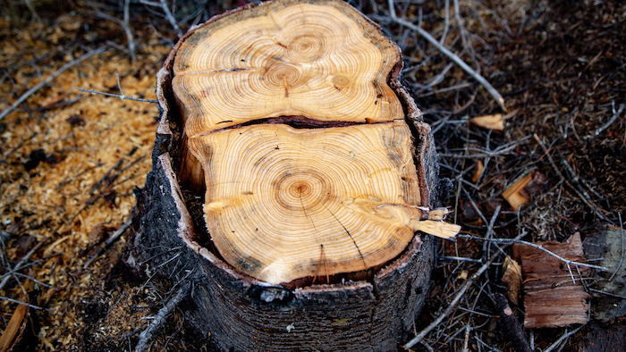 A tree stump