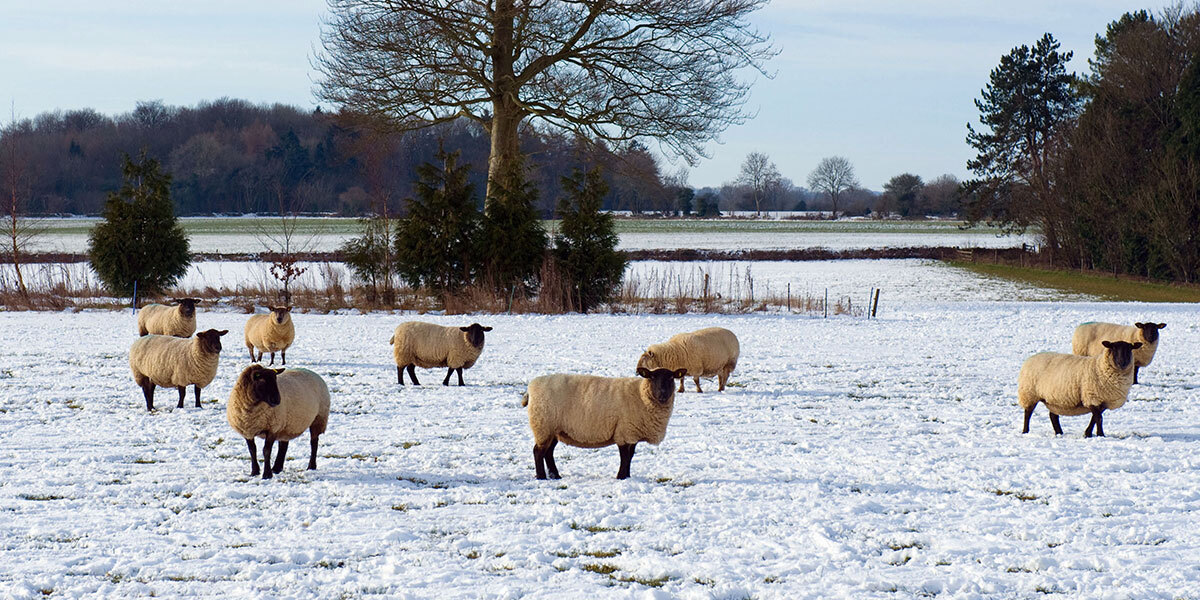 A herd of sheep standing in a snowy field.