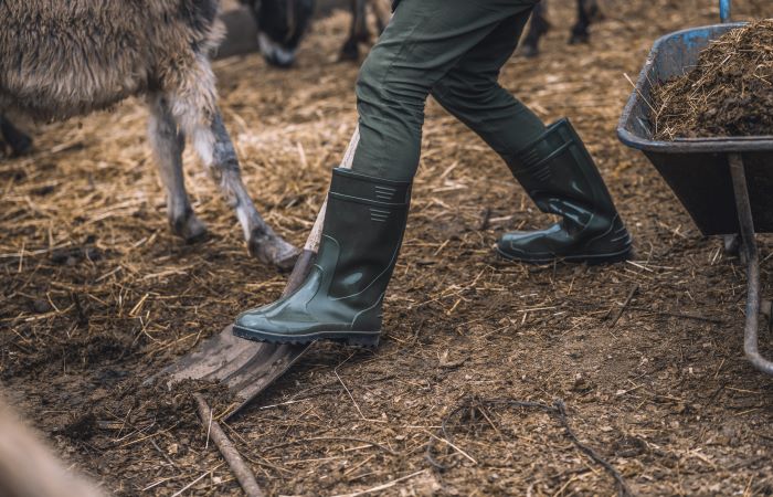 A person using a shovel and wheelbarrow to clean an animal pen on their farm.