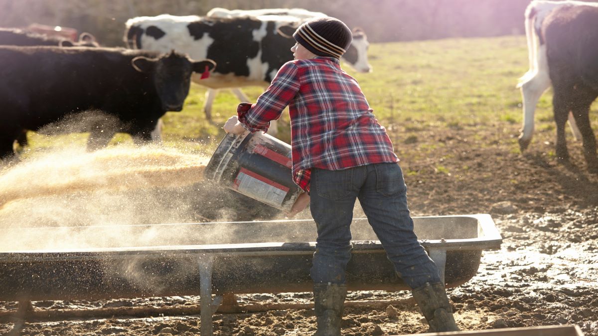 A young male farmer feeding his cows on a chilly morning.