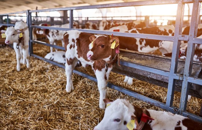 A group of young brown cows eating and resting on hay in a large barn.