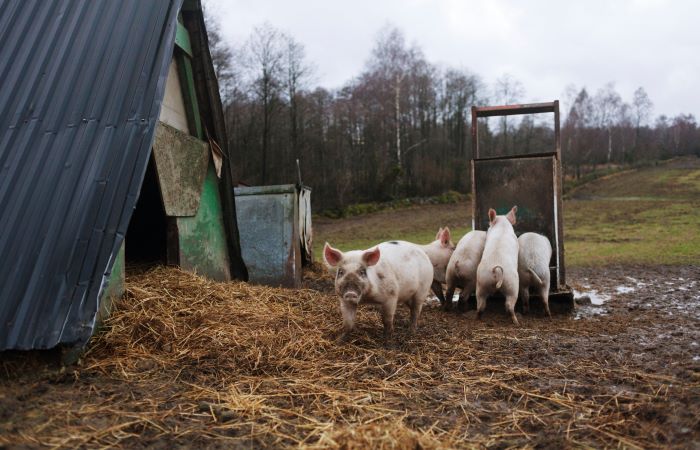 A family of pigs standing in the mud outside their shelter.
