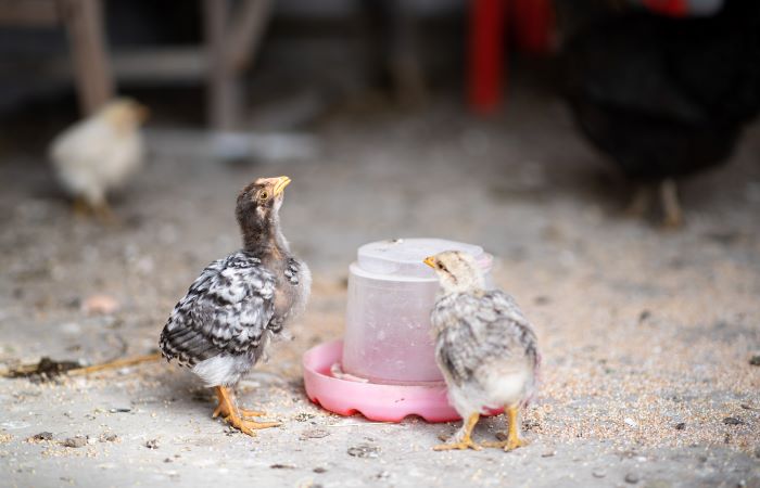 Two baby chickens drinking water in a barn.