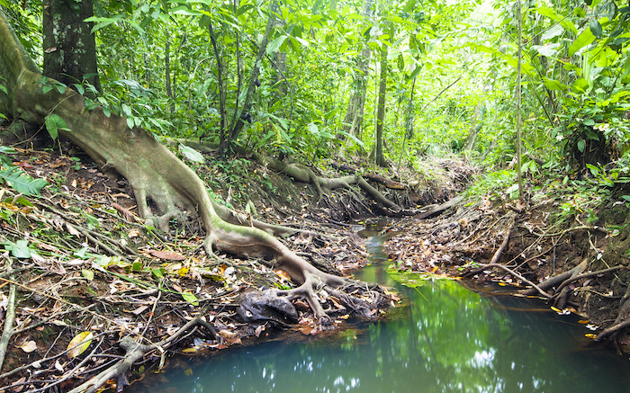 creek in a garden forest