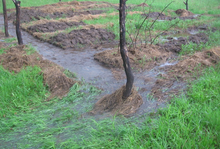 flooded garden with trees and grass
