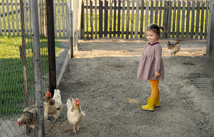 little girl looking smiling at chickens