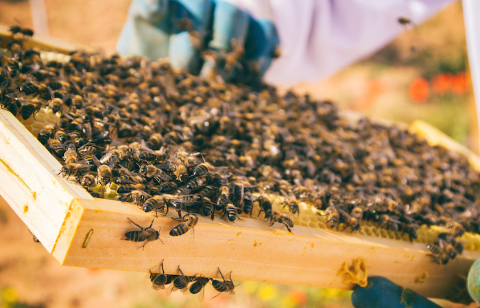 bee on a large honey comb