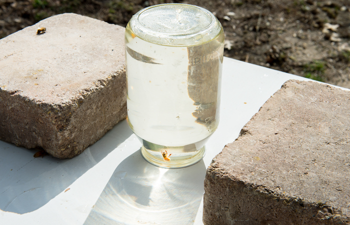 bees crawling on a jar