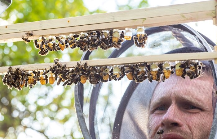beekeeper tending bees