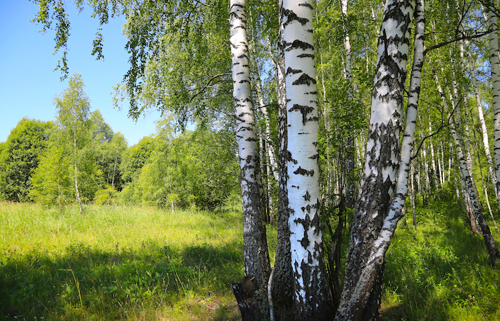 birch trees in a grove