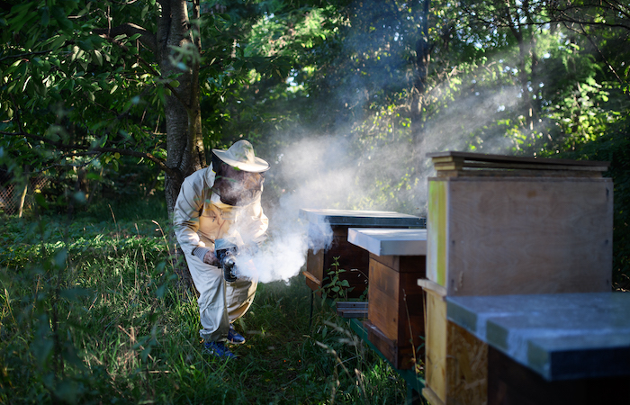 beekeeper smoking out bees