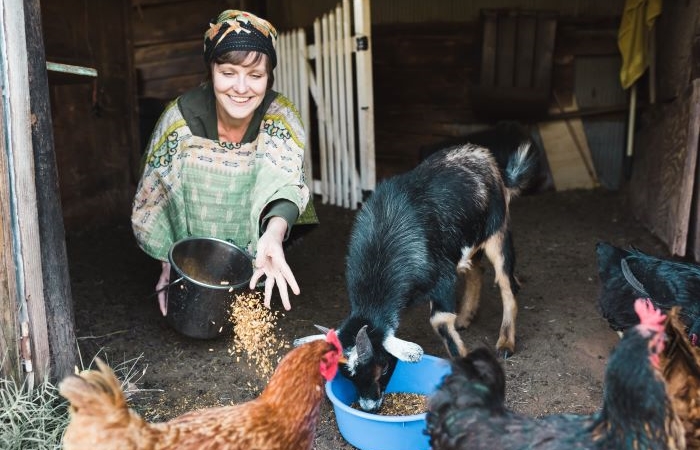 woman feeding goats and chickens in a barn