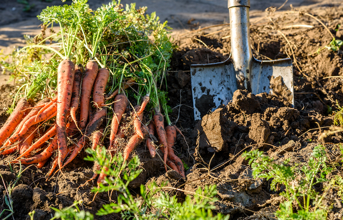 digging up carrots from a garden