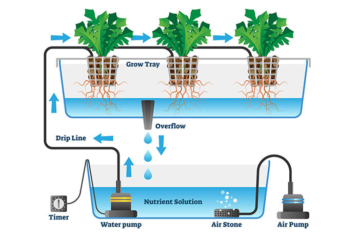 Diagram of hydroponic garden system: pumps move air and water up drip lines to water plants and excess water flows under the plants' grow tray.
