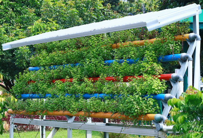 Multiple rows of bushy green plants in a hydroponic garden outdoors.