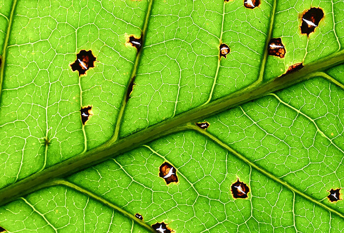 Bright green leaf with holes and damage from bugs and pests.