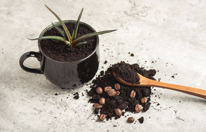 A wood spoon placed on a pile of ground coffee, next to a mug filled with coffee-ground soil and an aloe plant.