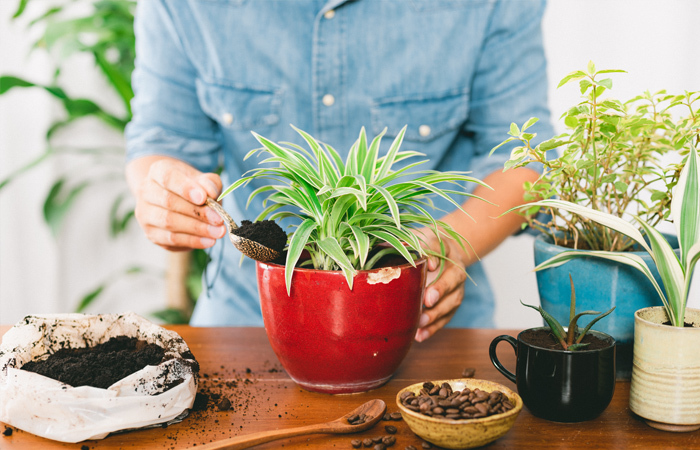 Woman adding a spoonful of coffee grounds to fertilize a large green plant housed in a red pot.