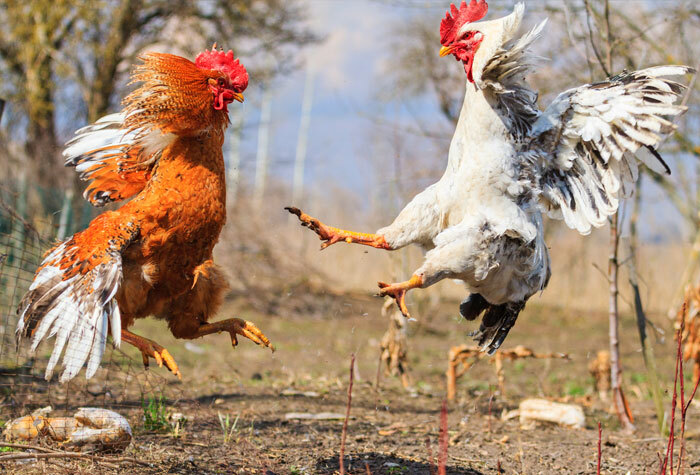 A brown rooster and white rooster jumping into the air, flapping their wings, and fighting with their legs.