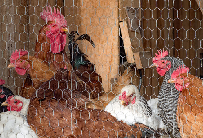 Brown and white chickens and roosters crowded together in a chicken coop.