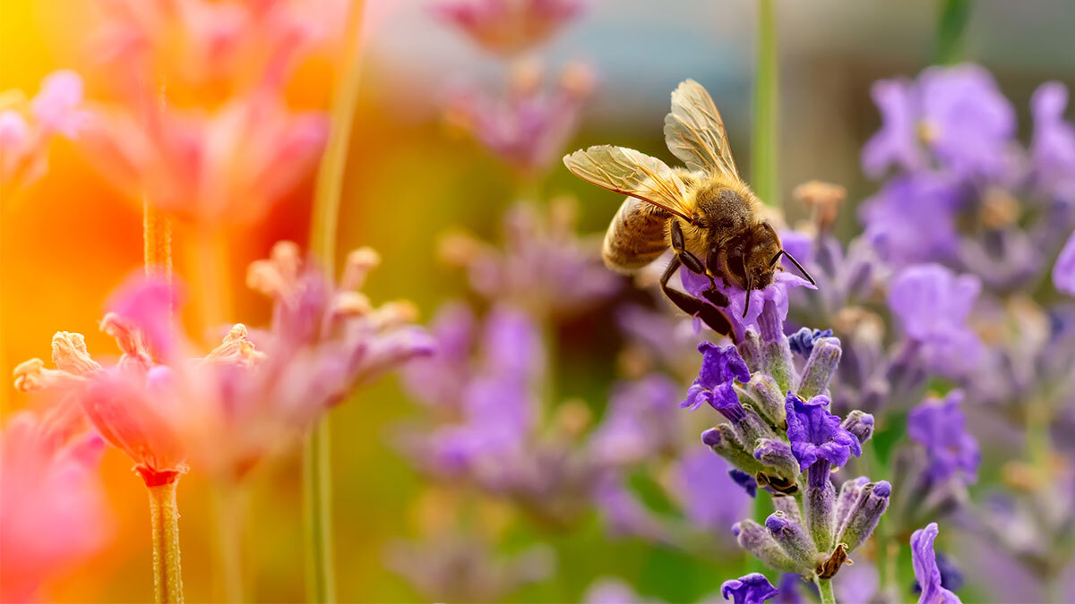 bee on flowers in a garden