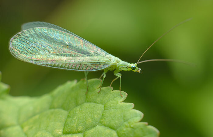 Close-up of a green lacewing insect with long antennae and large iridescent wings standing on the edge of a green leaf.