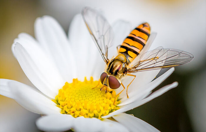 Close-up of an orange-and-black hoverfly with transparent wings pollinating the yellow center of a white flower.