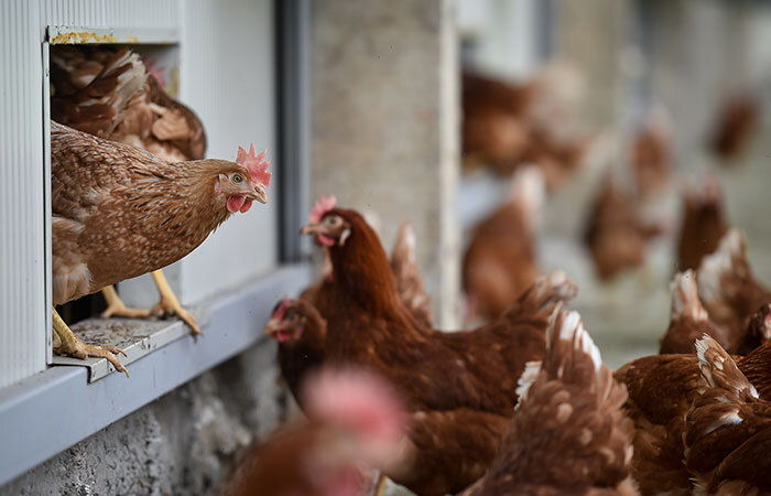 A large group of reddish-brown chickens gathered together near an industrial-type chicken coop.