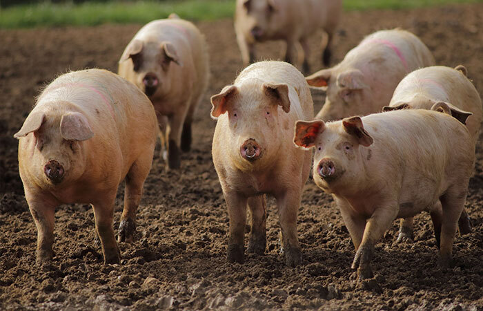 A small group of fat pink pigs running around in the mushy brown mud.