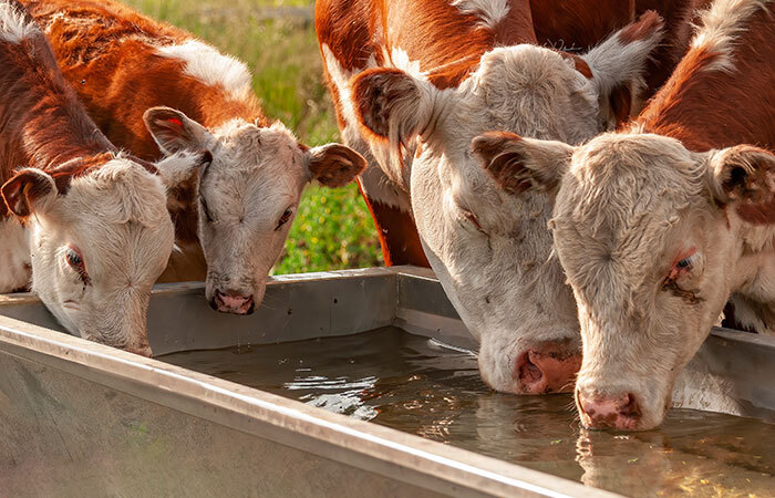 A small group of reddish-brown and white spotted cows drinking from a water trough in a green field.